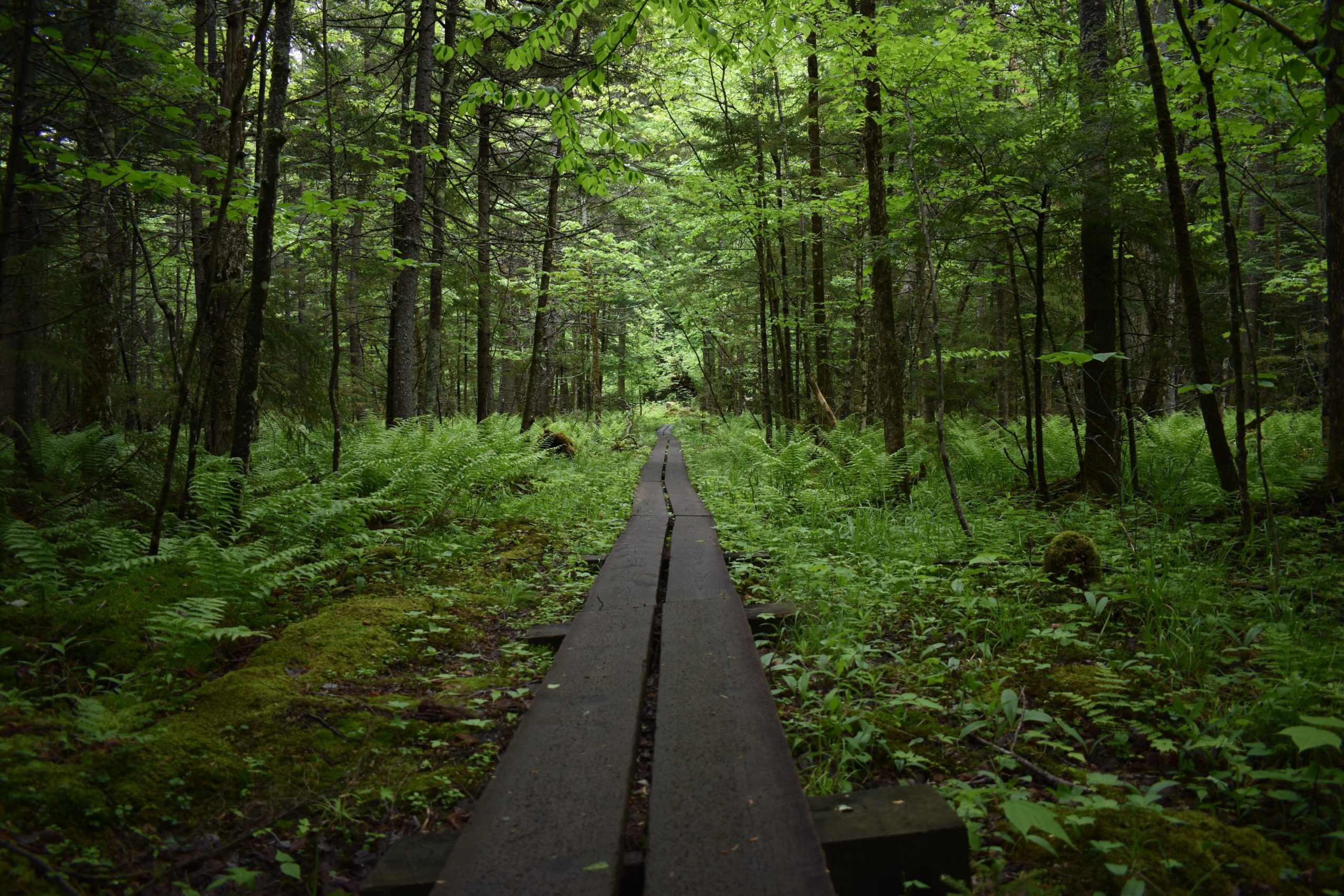 Senior Recreation - Town of Forestport